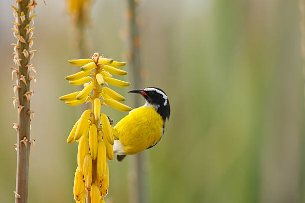 Funny Bird Names