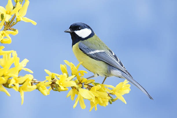 Funny Bird Names