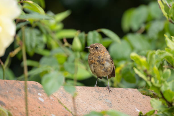 Brown Birds in Wisconsin