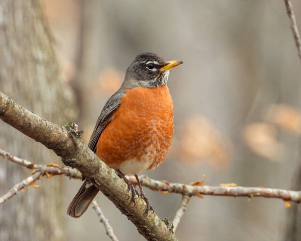 Pictures Of Minnesota Birds