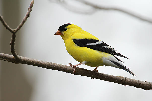 Pictures Of Minnesota Birds