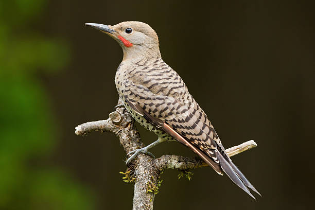 Brown Birds in Wisconsin