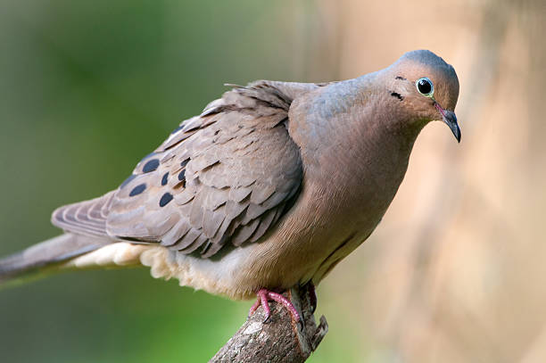 Pictures Of Minnesota Birds