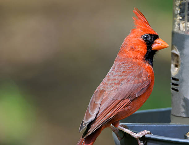 Pictures Of Minnesota Birds