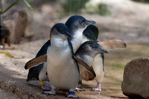 Flightless New Zealand Bird