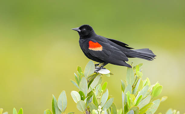 Pictures Of Minnesota Birds