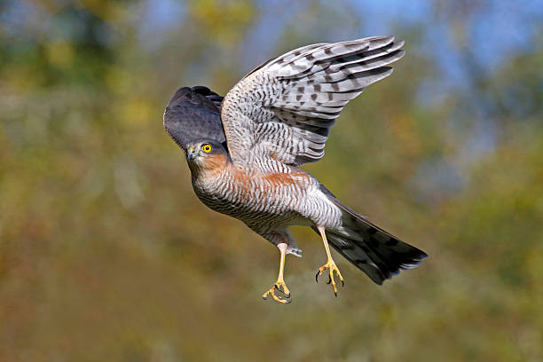 What Do Sparrowhawks Eat