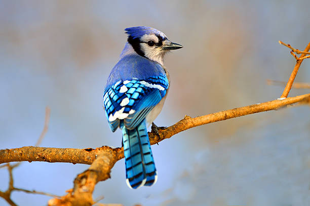 Pictures Of Minnesota Birds