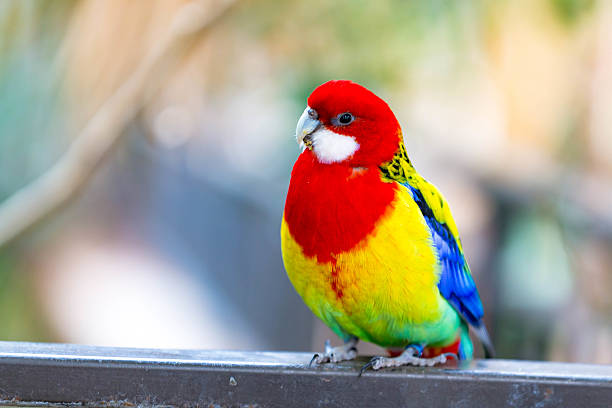 Rosella Parakeet