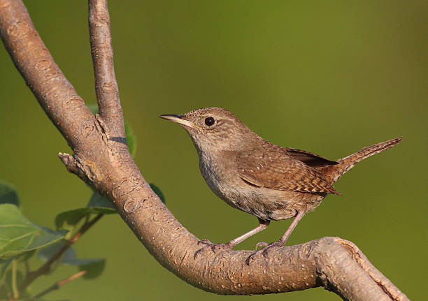 Brown Birds in Wisconsin