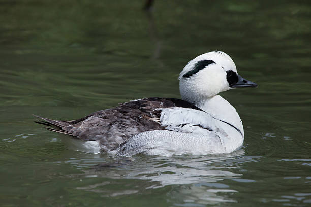 Funny Bird Names