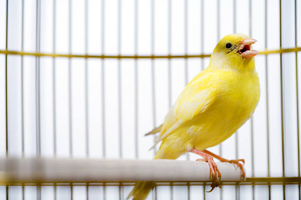 Canaries as pets