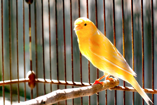 Canaries As Pets