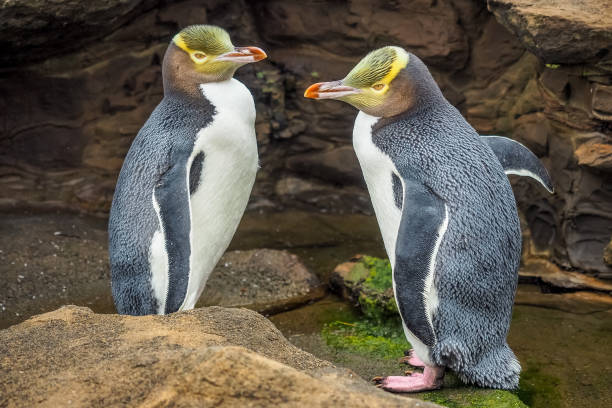 Flightless New Zealand Bird