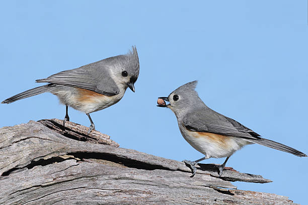 Funny Bird Names