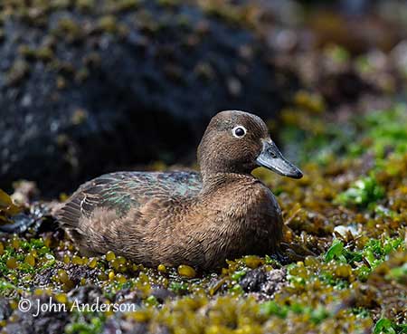 Flightless New Zealand Bird