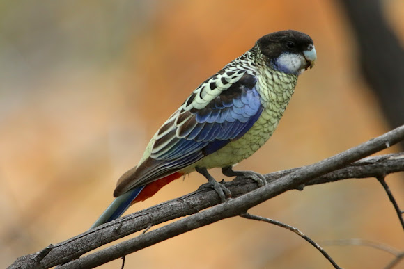 Rosella Parakeet