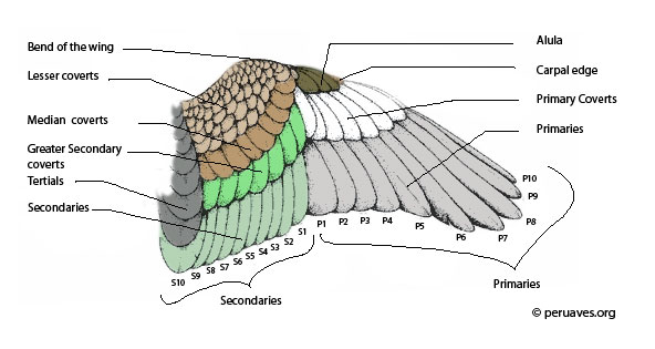 Bird Wing Anatomy