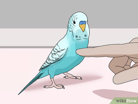 How to Stop a Bird from Biting