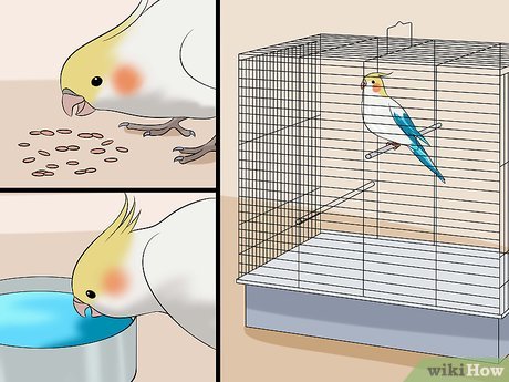 do cockatiels talk