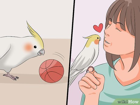 do cockatiels talk