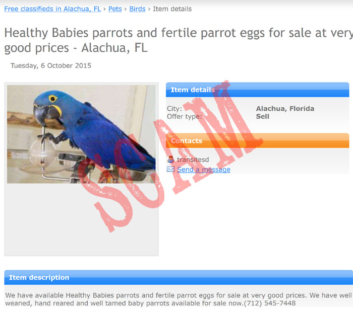 Ads That Are Green Parrot Scams Images