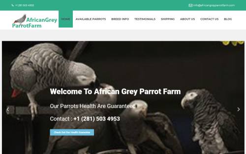 All Images Of Grey Parrot Scams