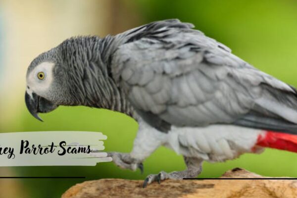 Grey Parrot Scams