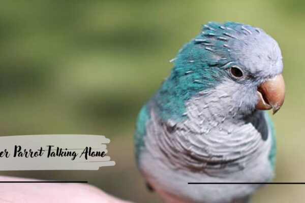 Quaker Parrot Talking Alone