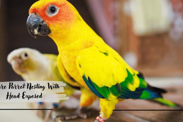 Conure Parrot Nesting With Head Exposed