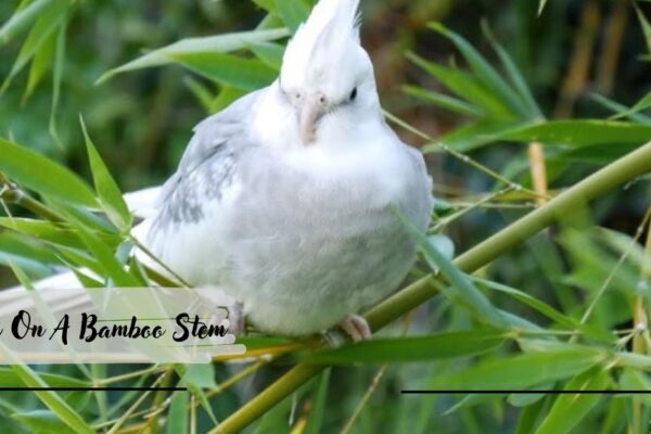 Bird On A Bamboo Stem