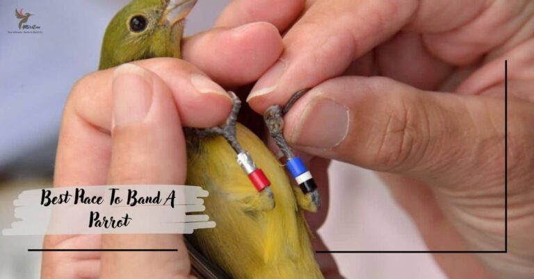 Best Place To Band A Parrot – Best Bird Identifier!