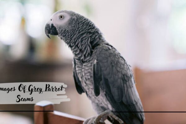 All Images Of Grey Parrot Scams