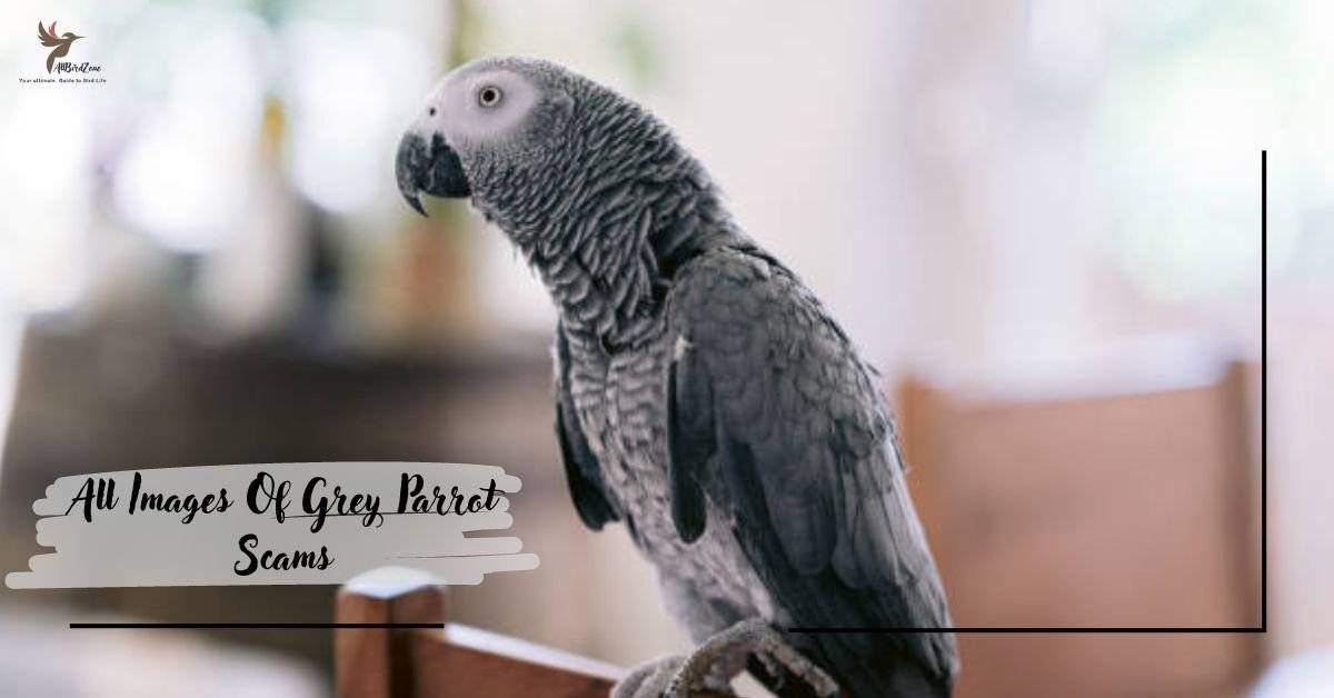 All Images Of Grey Parrot Scams