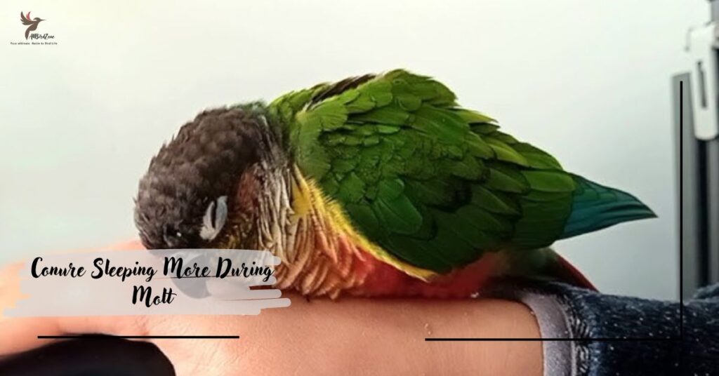 Conure Sleeping More During Molt