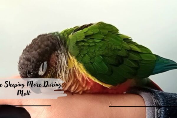 Conure Sleeping More During Molt