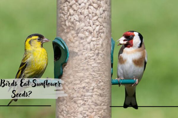 What Birds Eat Sunflower Seeds