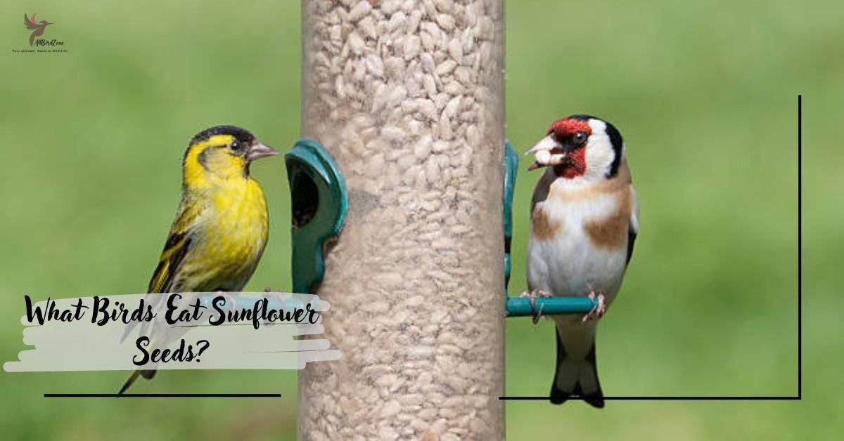 What Birds Eat Sunflower Seeds