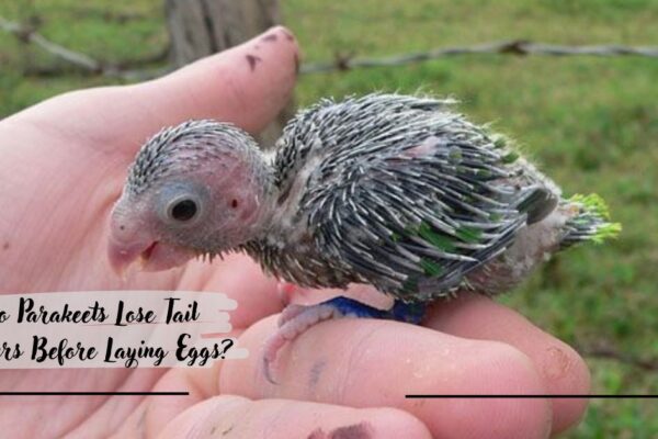 Do Parakeets Lose Tail Feathers Before Laying Eggs?