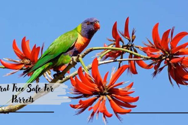 Coral Tree Safe For Parrots