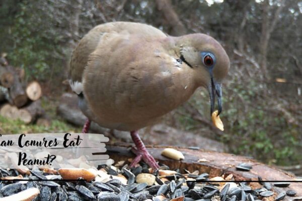 Can Conures Eat Peanut