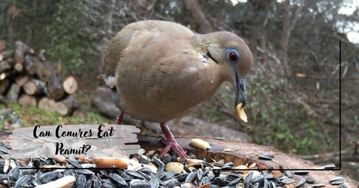 Can Conures Eat Peanut