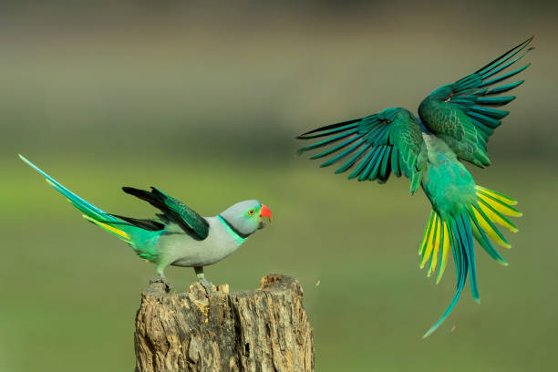 Why Are My Parakeet Is Losing Tail Feathers