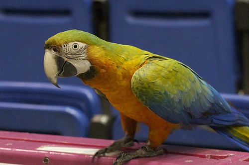 Parrots Feets In The Language