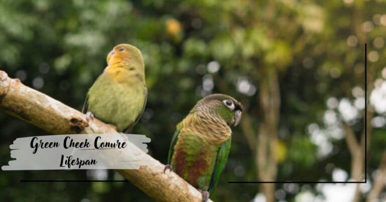 Green Cheek Conure Lifespan – All About GCC!