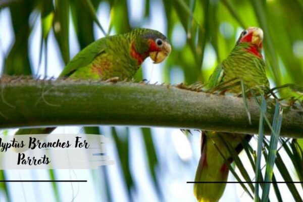 Eucalyptus Branches For Parrots