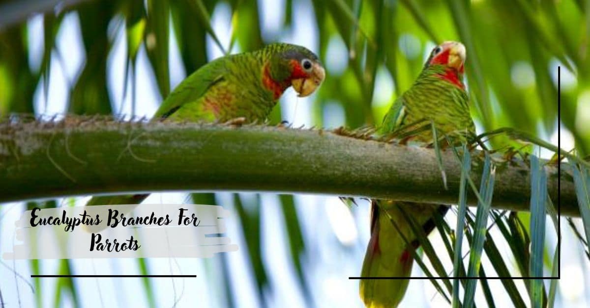 Eucalyptus Branches For Parrots