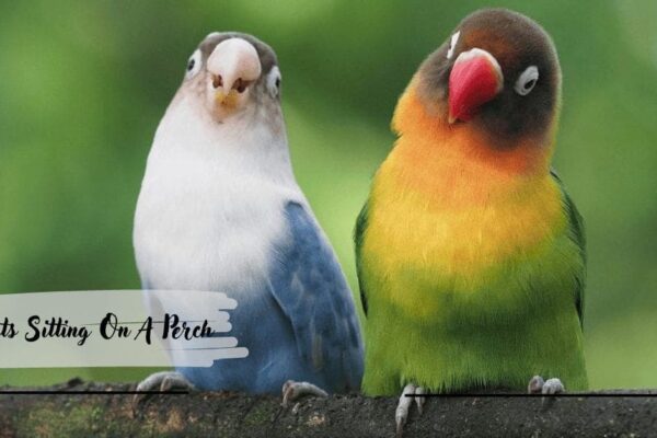 Parrots Sitting On A Perch