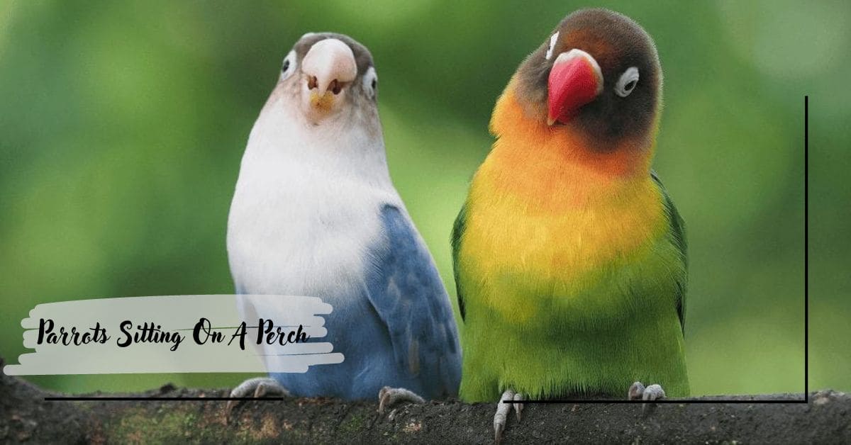 Parrots Sitting On A Perch