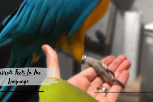 Parrots Feets In The Language